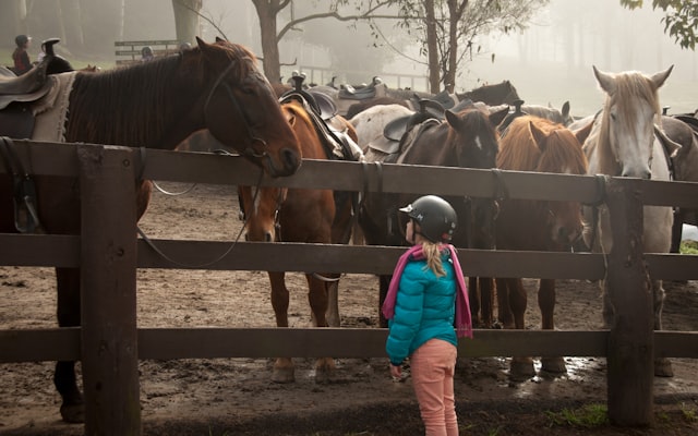 Photo by Joshua Earle on Unsplash β representative image for Animal Art I Preschool Program