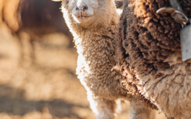 Photo by Joshua Earle on Unsplash — representative image for Boss Dog Brewing