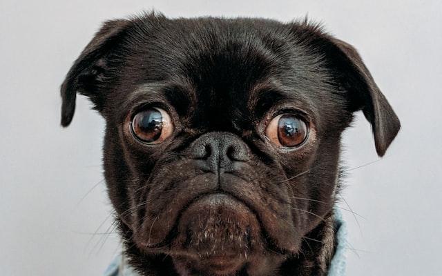 Photo by charlesdeluvio on Unsplash β representative image for L.A. Zine Club on Zoom