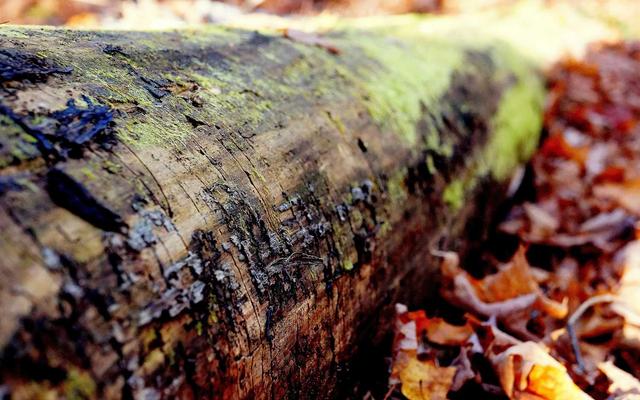 Photo by Gwen King on Unsplash — representative image for Captain D's