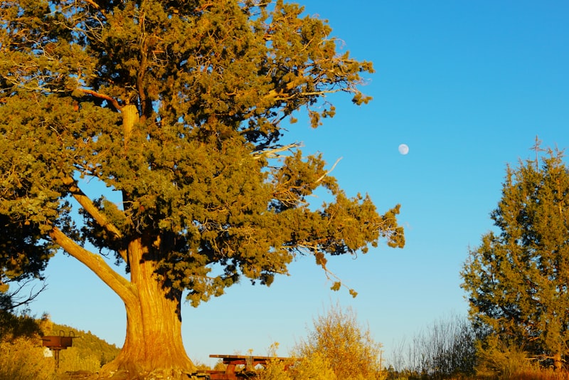 Photo by Ingrid Eich on Unsplash — representative image for The Smokehouse