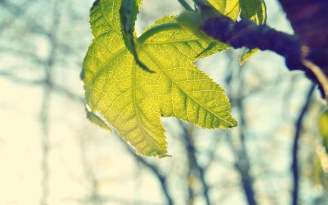 Photo by Doğu Tuncer on Unsplash — representative image for Perry’s Steakhouse & Grille Thanksgiving Special