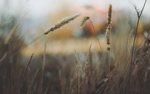 Photo by Max Griss on Unsplash — representative image for Tipsy Thaiger