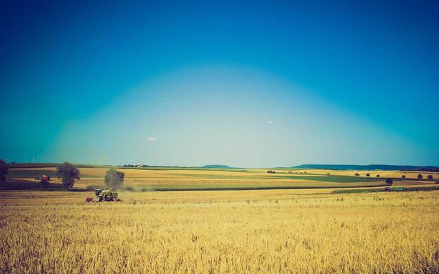 Photo by Mayte Marin on Unsplash — representative image for Siam Orchid