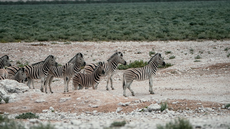 Photo by NIR HIMI on Unsplash — representative image for Bird and Wildlife Photography