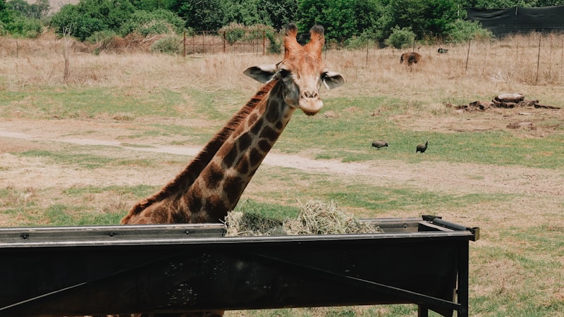 Photo by Tayla Kohler on Unsplash — representative image for Phacelia Wildlife Sanctuary