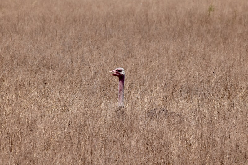 Photo by Haydn on Unsplash — representative image for Payne Wildlife Sanctuary