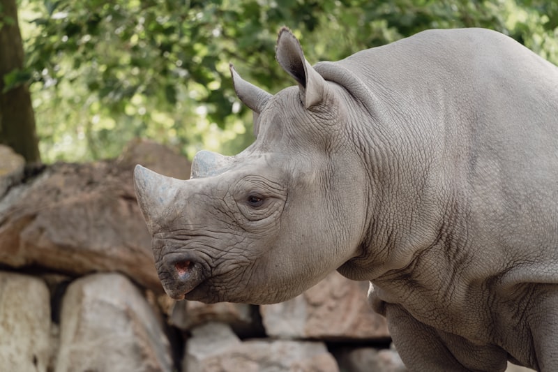 Photo by Niels Baars on Unsplash — representative image for Coexisting with Urban Wildlife