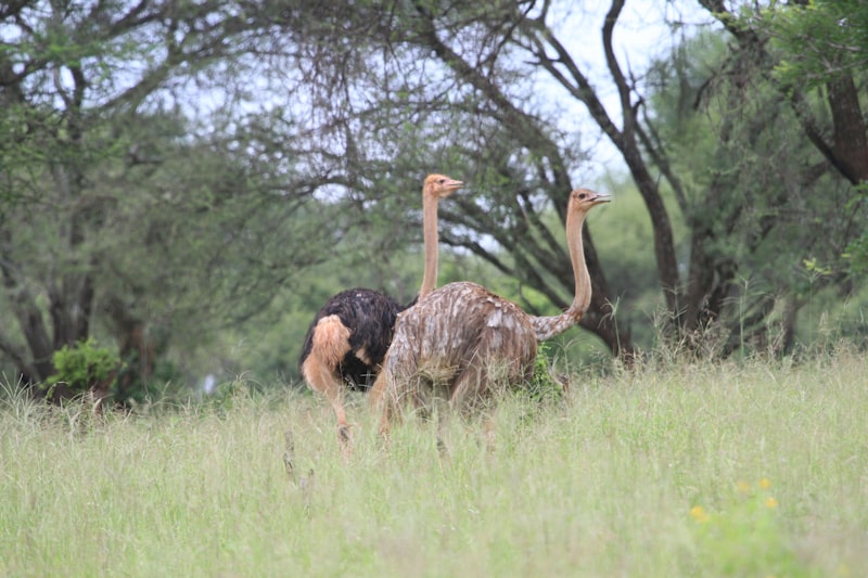 Photo by Safari Requests on Unsplash — representative image for Tameobit Wildlife Sanctuary